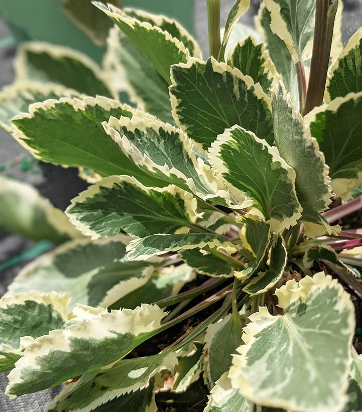 Eryngium planum ''Jade Frost'' - Jade Frost Sea Holly from Prides Corner Farms