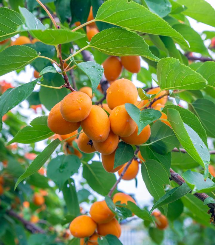 Image Credit: Shutterstock