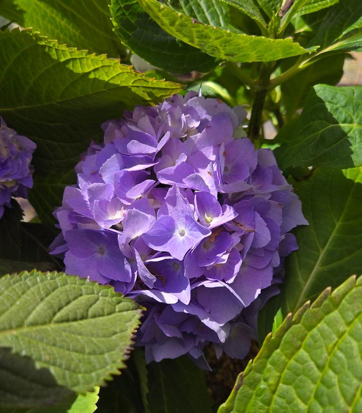 Image Credit: Prides Corner Farms