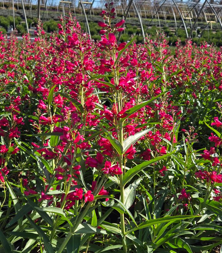 Image Credit: Prides Corner Farms