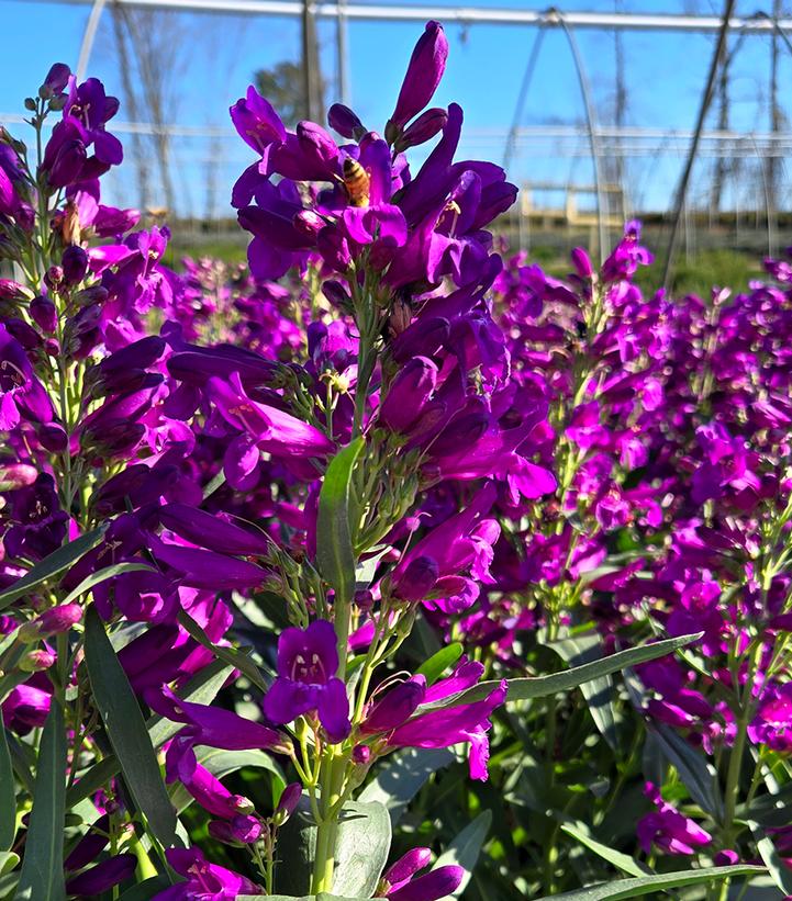 Image Credit: Prides Corner Farms