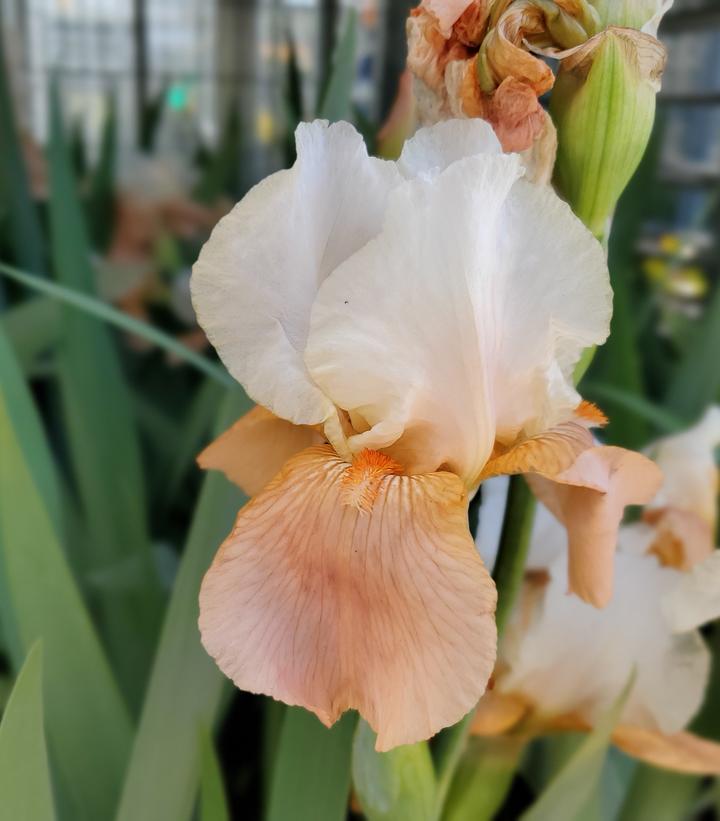 Image Credit: Prides Corner Farms