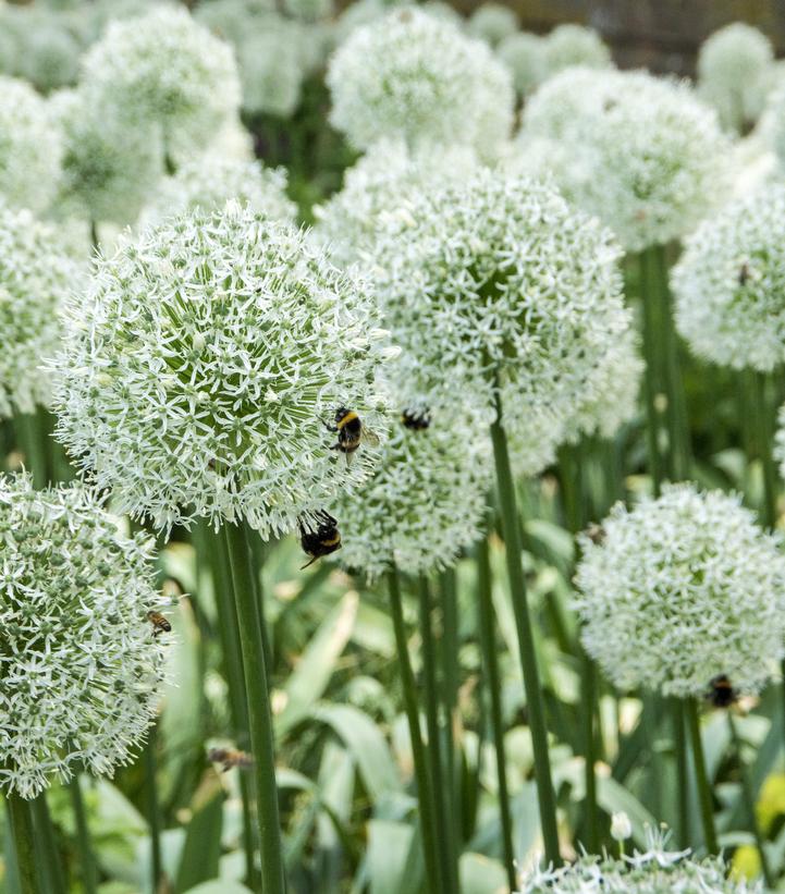 Allium stipitatum 'Mount Everest'