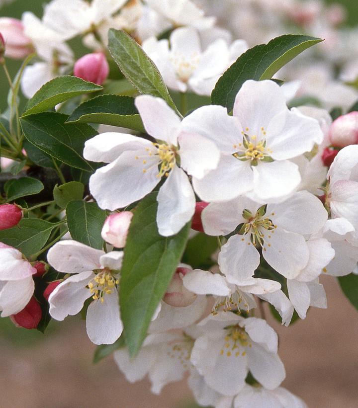 Image Credit: J. Frank Schmidt & Son Co.