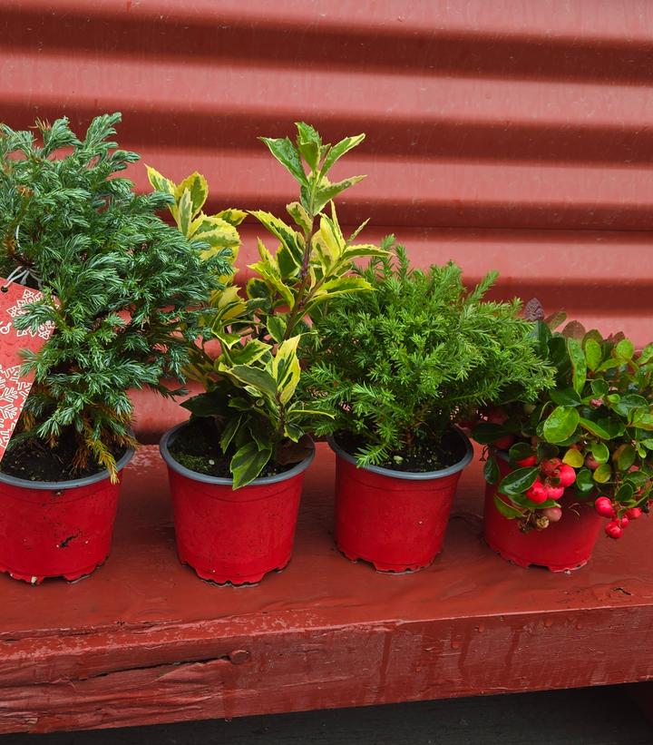 Image Credit: Prides Corner Farms