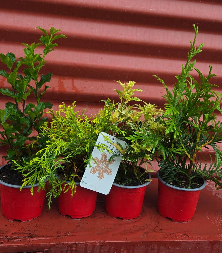 Image Credit: Prides Corner Farms