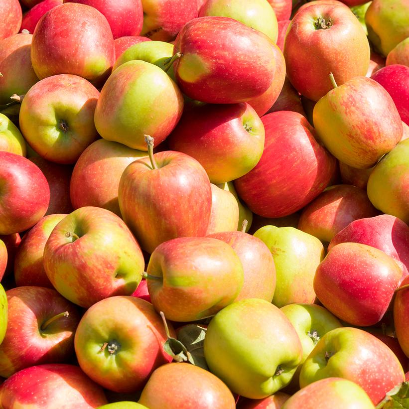 Photo Credit: Shutterstock