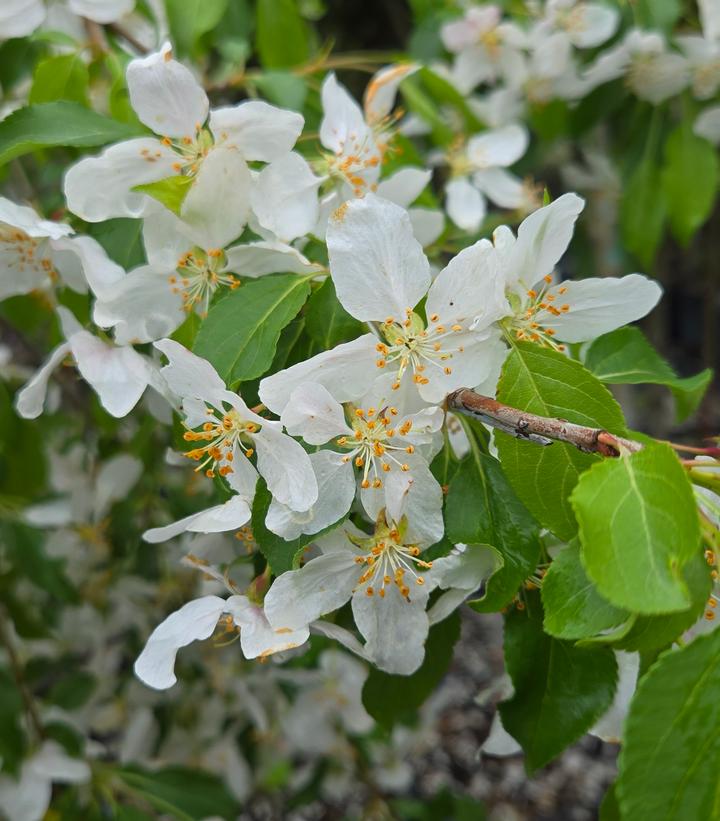 Image Credit: Prides Corner Farms