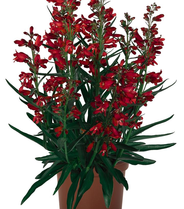 Photo courtesy of Ball Seed