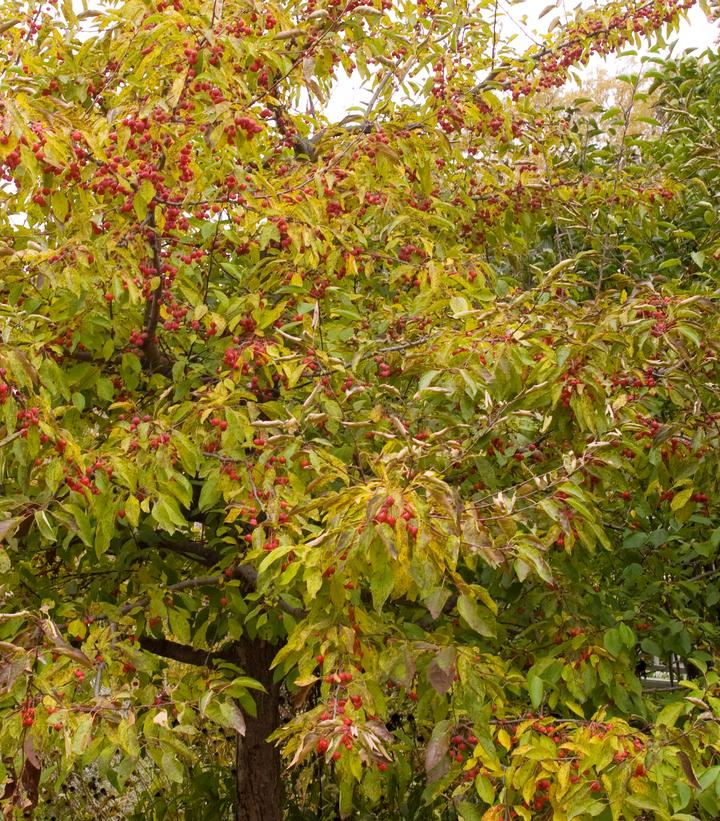 Image courtesy of Bailey Nursery