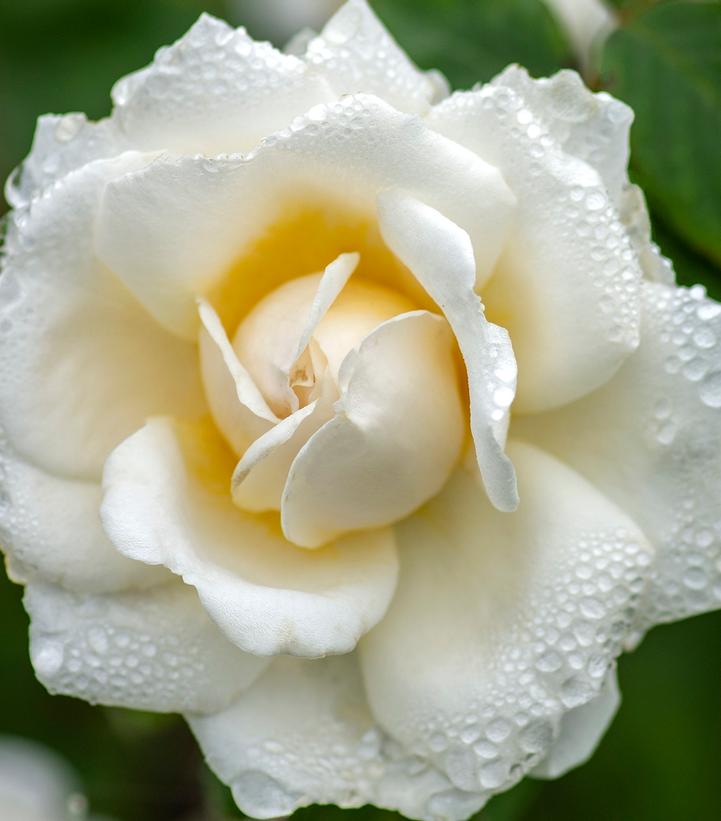 Image Credit: Star Roses