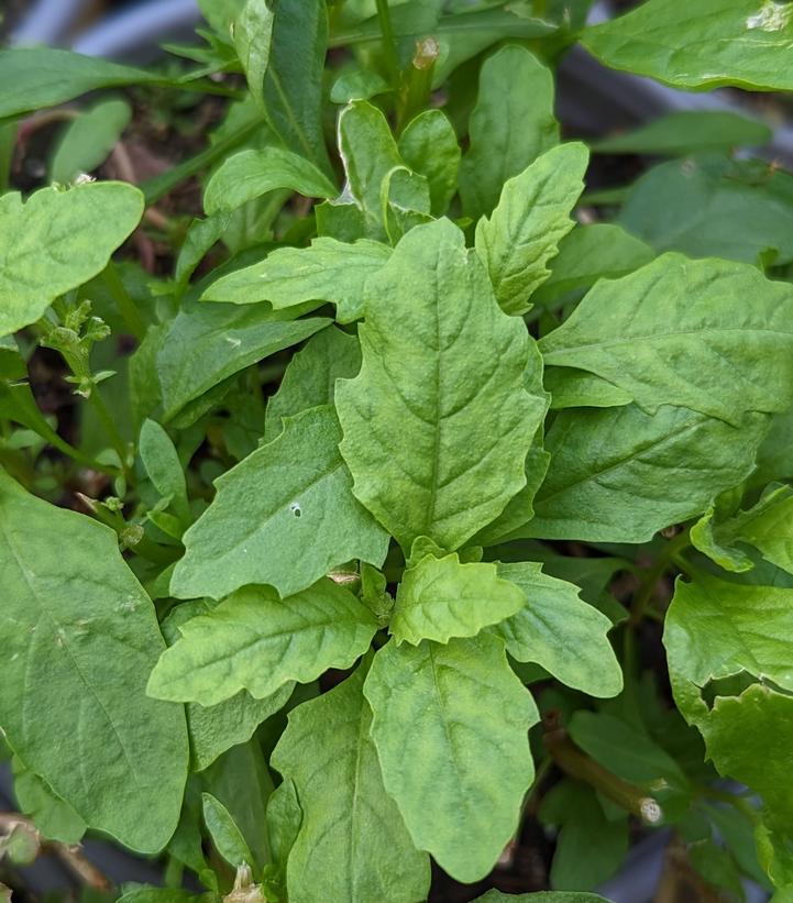 Image Credit: Prides Corner Farms