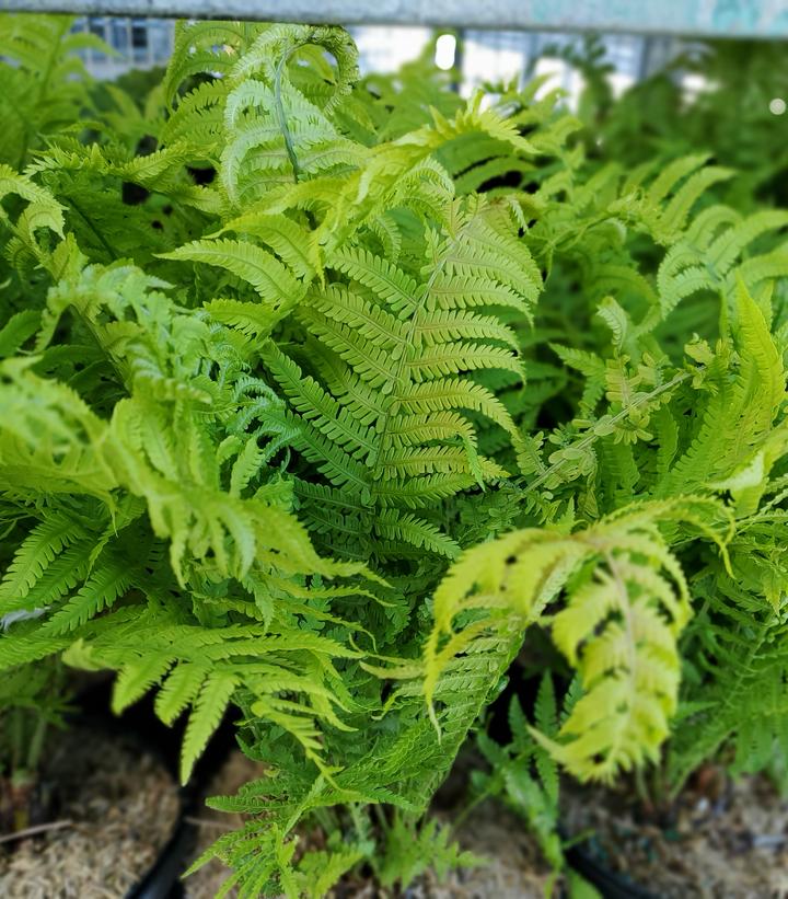 Image Credit: Prides Corner Farms