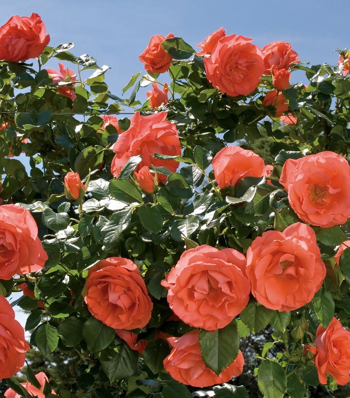 Image Credit: Star Roses