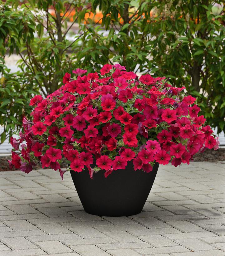 Image Credit: Ball Horticultural