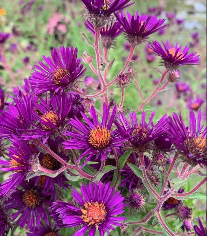 Image Credit: Prides Corner Farms