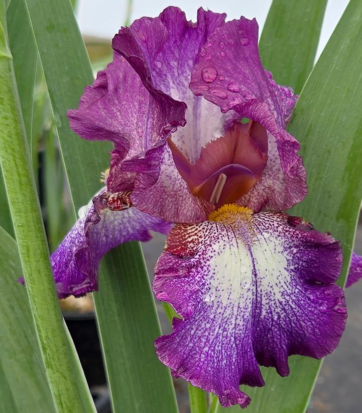 Image credit: Prides Corner Farms