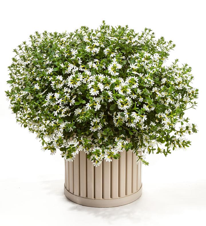 Image Credit: Ball Horticultural