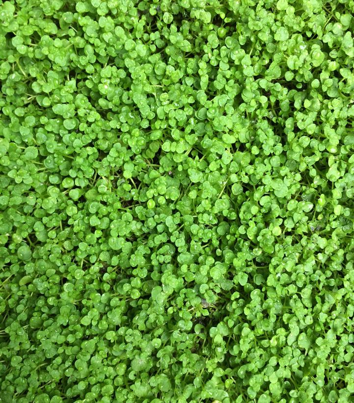 Image Credit: Shutterstock