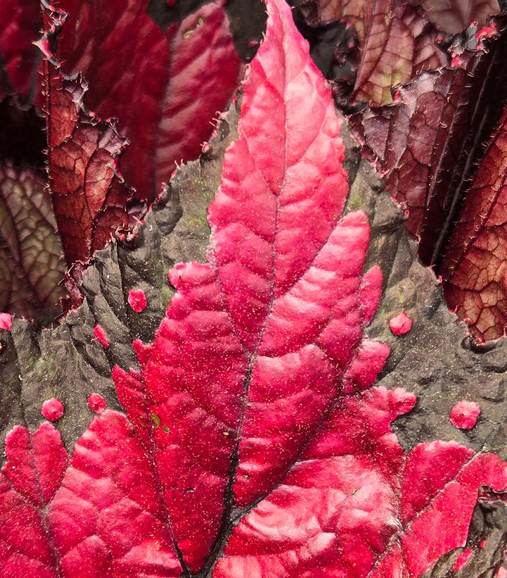 Image Credit: Prides Corner Farms