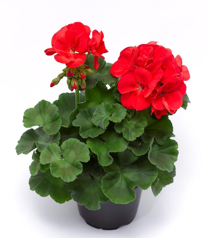 Image Credit: Ball Horticultural