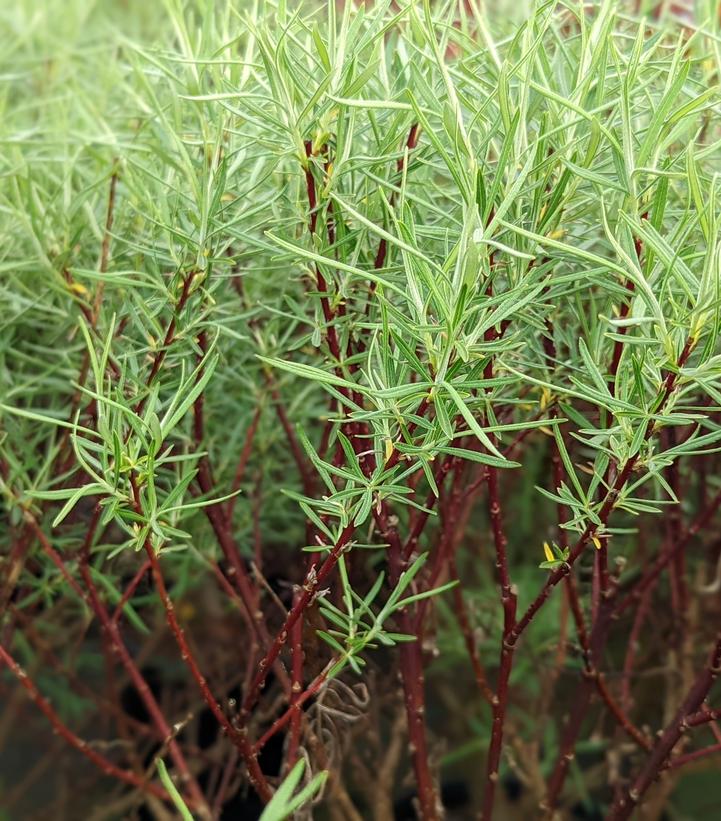 Image Credit: Prides Corner Farms