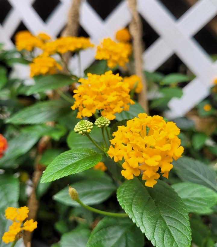 Image Credit: Prides Corner Farms