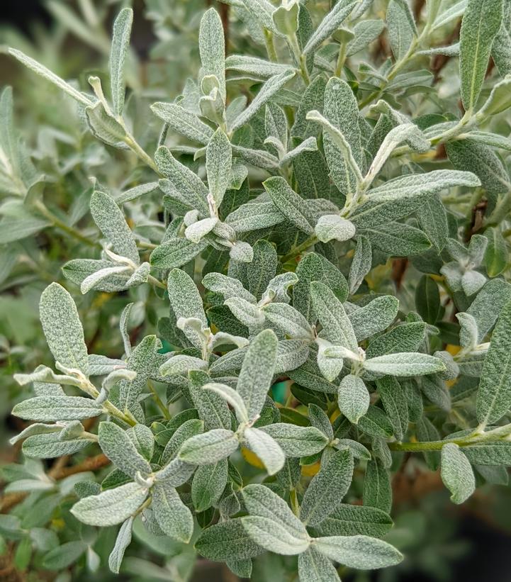 Image Credit: Prides Corner Farms