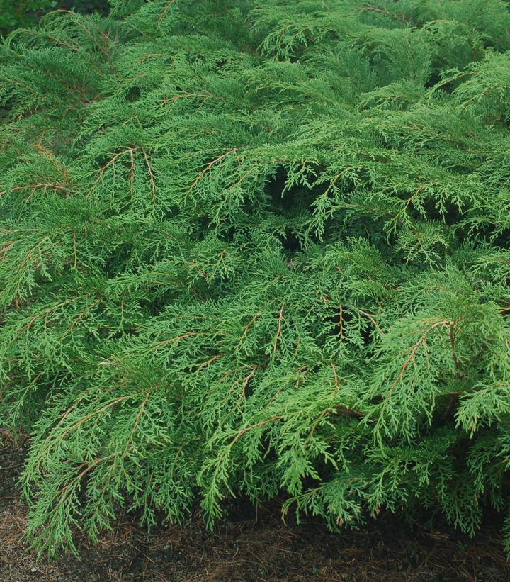 Image Credit: Prides Corner Farms