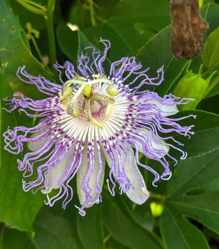 Image Credit: Prides Corner Farms