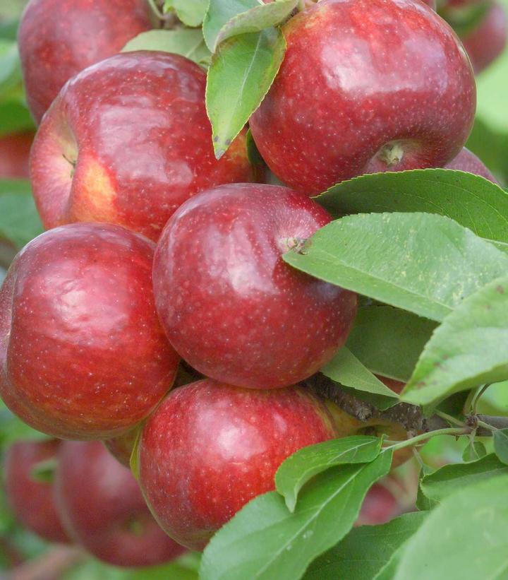 Image Credit: Bailey Nurseries