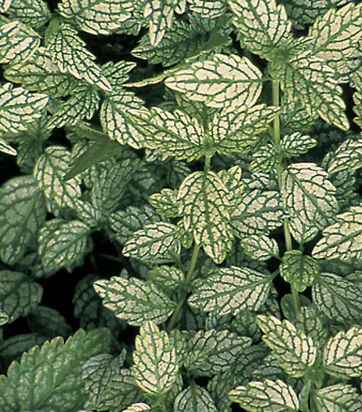 Image credit: Proven Winners