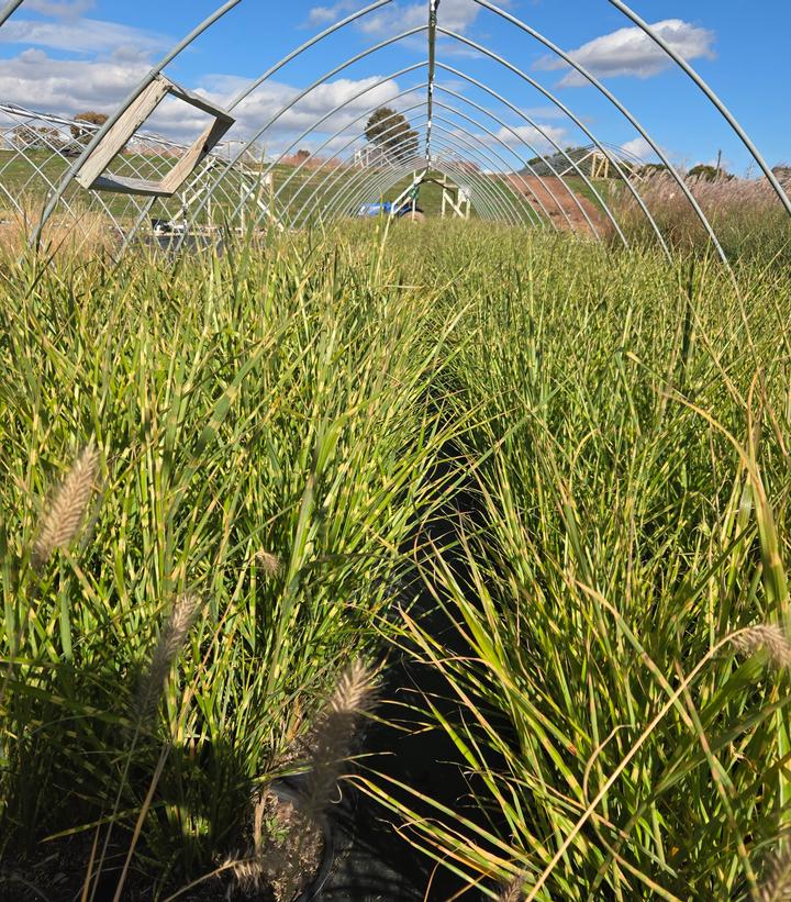 Image Credit: Prides Corner Farms