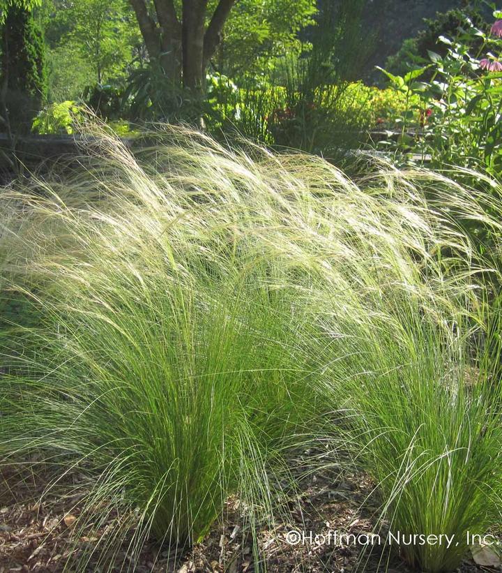 Image Credit: Hoffman Nursery