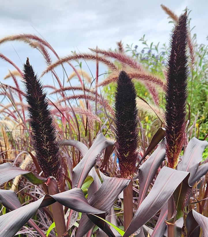 Image Credit: Prides Corner Farms