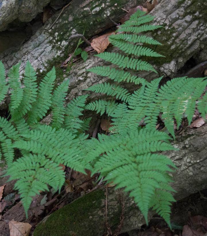 Dryopteris carthusiana -photo courtesy of Wikipedia