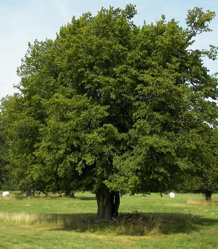 Carpinus betulus -photo courtesy of Wikipedia