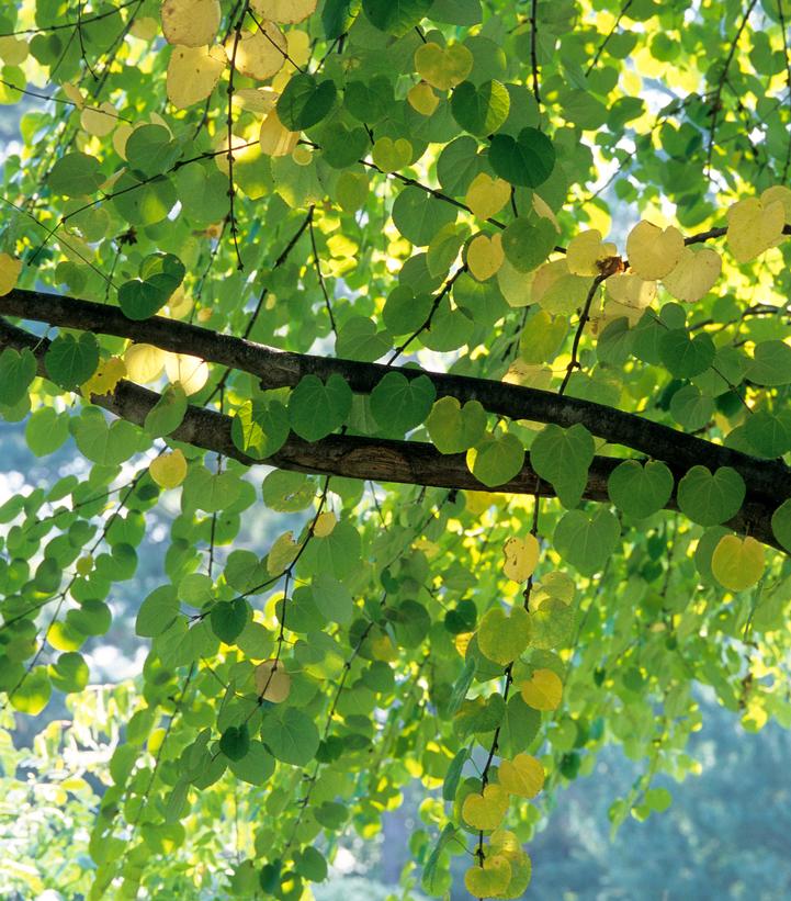 Image Credit: Bailey Nurseries