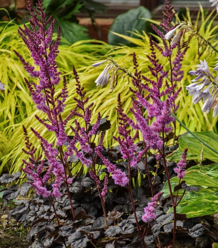 Astilbe ''Dark Side of the Moon'' -photo courtesy of Walters Garden