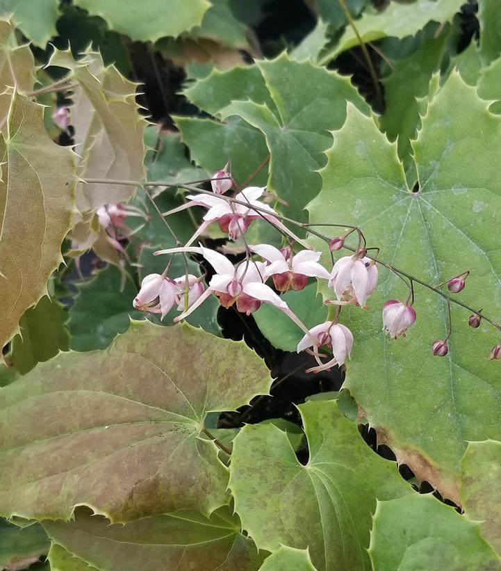 Image Credit: Creek Hill Nursery