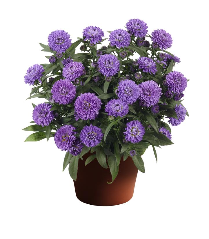 Image Credit: Syngenta Flowers