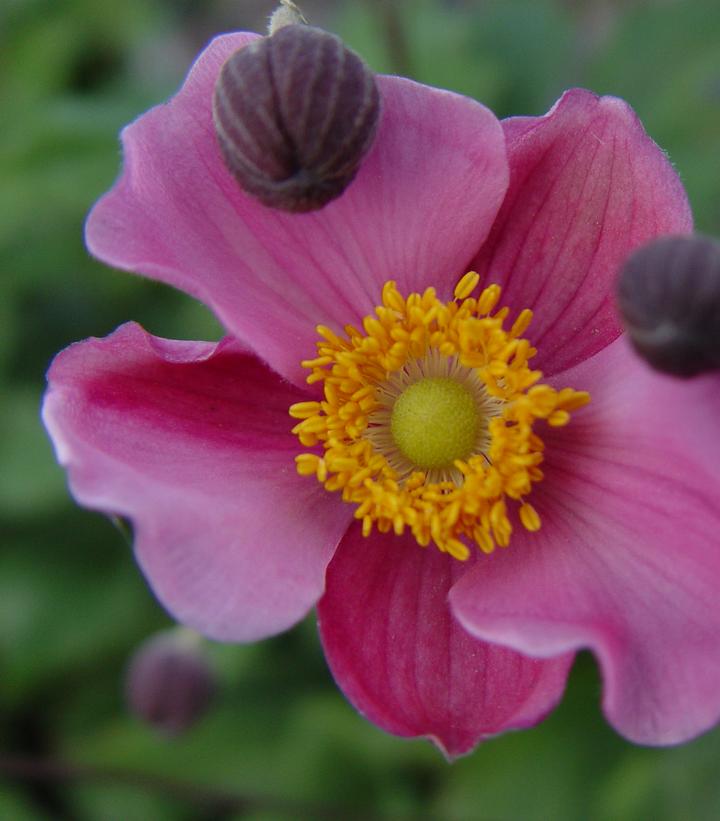Anemone X 'September Charm' - September Windflower from Prides Corner Farms