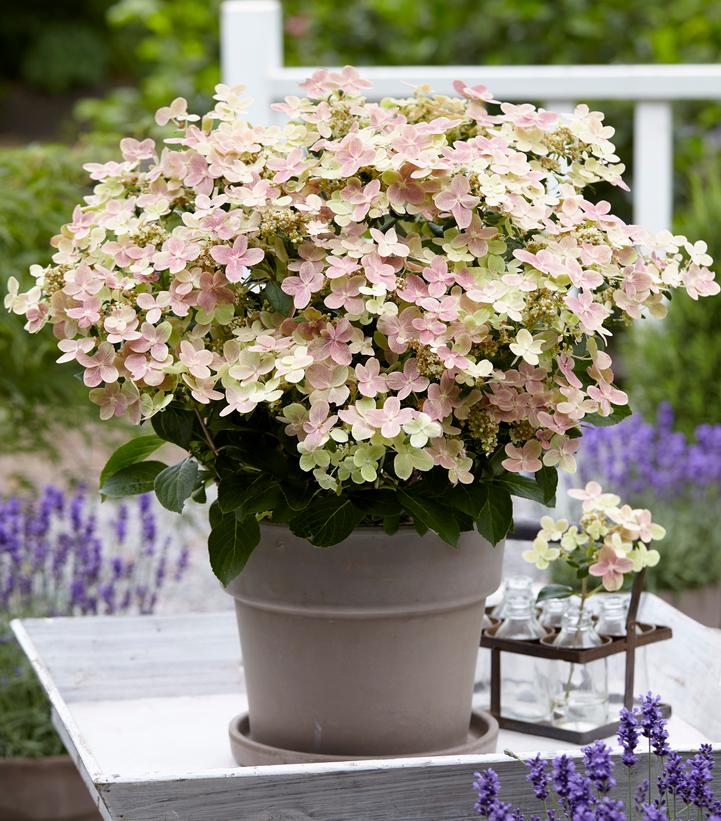 Hydrangea pan. ''Early Evolution'' -photo courtesy of Concept Plants