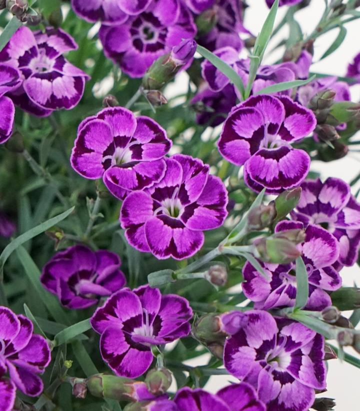 Dianthus 'Everlast™ Violet Blue' - photo courtesy of Ball Horticulture