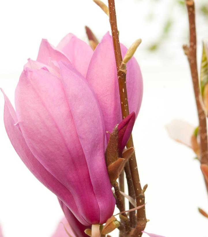 Image Credit: Bailey Nursery