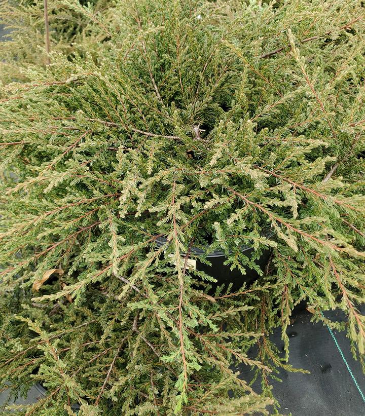 Image Credit: Prides Corner Farms