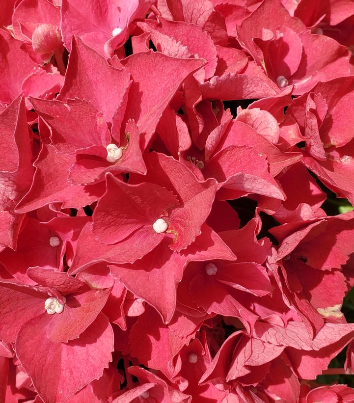 Hydrangea mac. 'HI™ Fire' - photo courtesy of HI Breeding