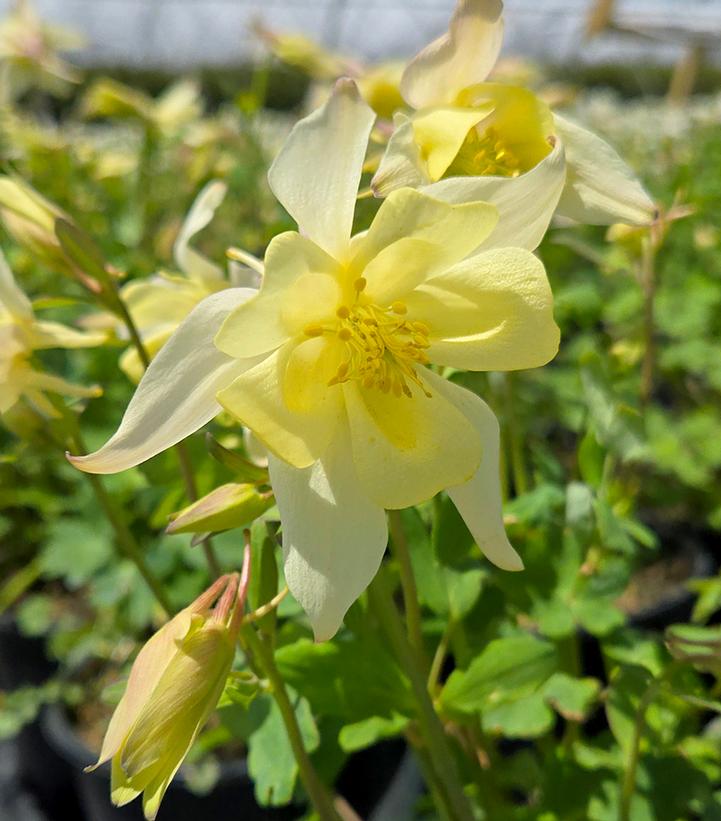 Image Credit: Prides Corner Farms