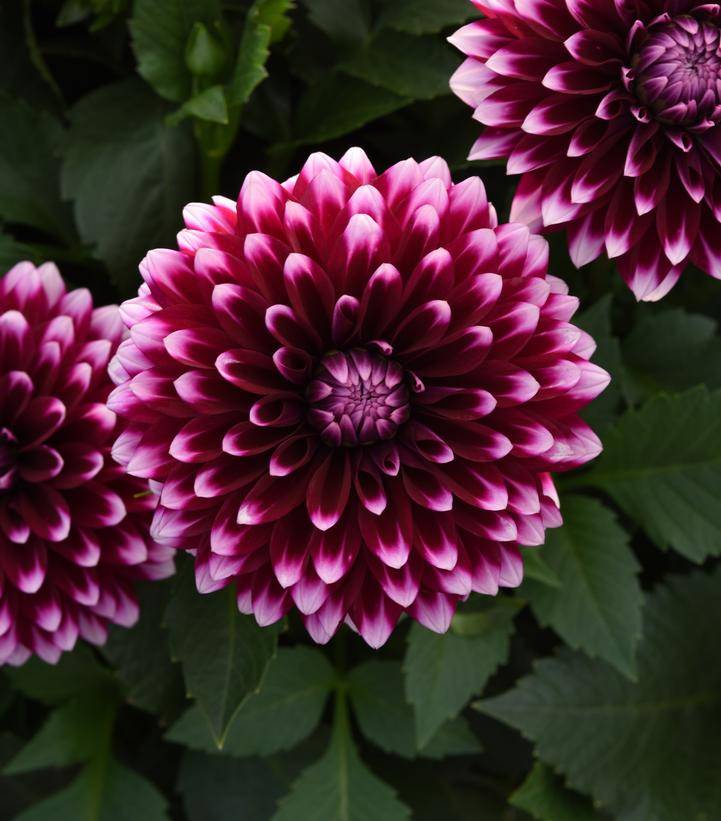 Dahlia 'Dalaya® Purple White' -photo courtesy of Ball Hort