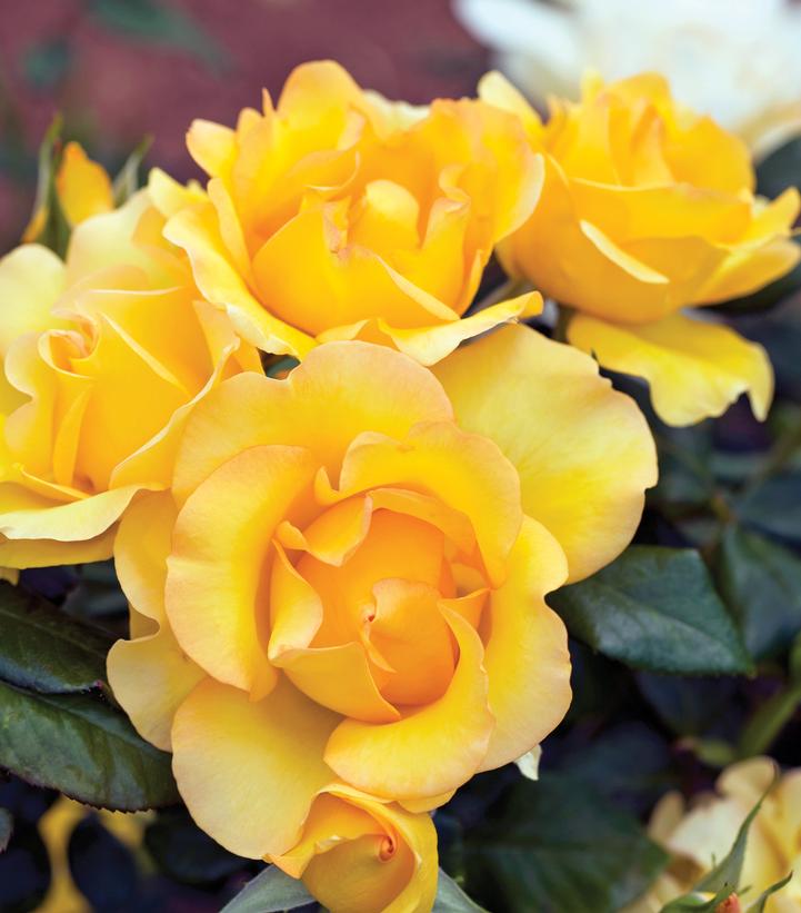 Image Credit: Star Roses and Plants